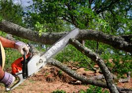 Trusted Cold Spring, MN Tree Care Services Experts